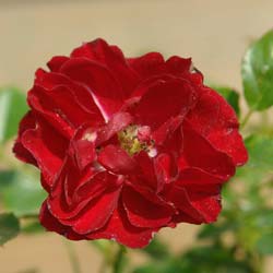 Rosal paisajstico rosa oscuro 'Fairy Donkerrood'